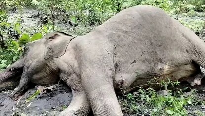 হাতির মৃতদেহ