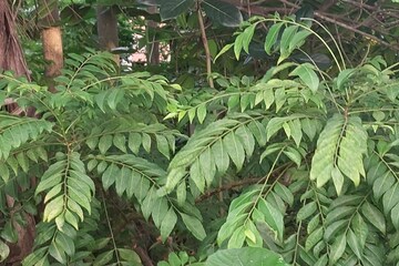 ডেঙ্গি সারায়, হার্টের অসুখ থেকে বদহজম দূর করে! কারিপাতার গুণ জানলে অবাক হবেন ডেঙ্গি সারায়, হার্টের অসুখ থেকে বদহজম দূর করে! কারিপাতার গুণ জানলে অবাক হবেন