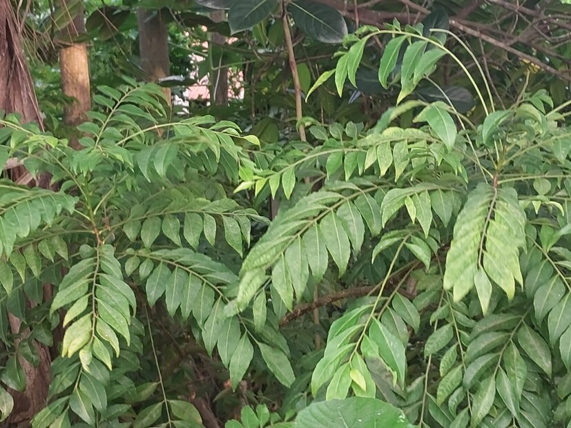 কারিপাতা আমাদের মস্তিষ্ক সহ সমগ্র স্নায়ুতন্ত্রকে রক্ষা করতে পারে। এটি মস্তিষ্কের জন্য দারুণ উপকারী। কারিপাতায় উপস্থিত শক্তিশালী উপাদান অ্যালঝাইমারের মতো রোগ থেকে রক্ষা করতে সাহায্য করে।  কারিপাতা ডিটক্সিফাইং এজেন্ট হিসেবে কাজ করে, যা আমাদের শরীর থেকে বিষাক্ত উপাদান দূর করতে সাহায্য করে। কারিপাতা শরীরে চর্বি জমতে বাধা দেয়। এতে ওজনও কমে।