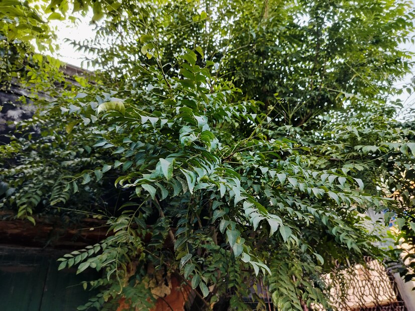 প্রতিদিন কারি পাতা খেলে ইনসুলিনের কর্মক্ষমতা বাড়তে শুরু করে। ফলে রক্তে শর্করার মাত্রা স্বাভাবিক লেভেলের উপরে যাওয়ার সুযোগ পায় না। কারি পাতায় থাকা ফাইবার ব্লাড সুগার নিয়ন্ত্রণে বিশেষ ভূমিকা পালন করে থাকে।