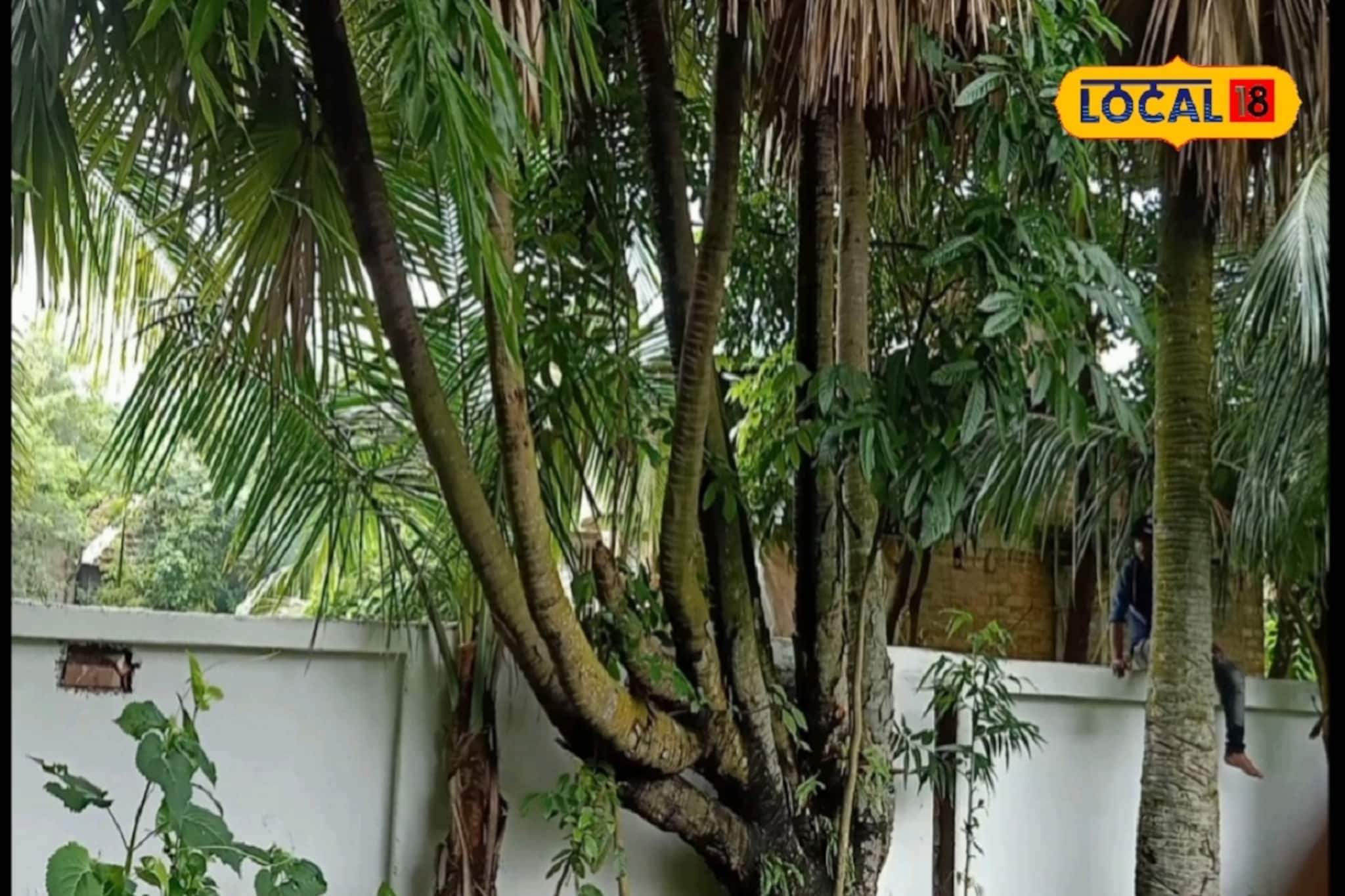তাল গাছ 'সাত' পায়ে দাঁড়িয়ে! একটা নয় সাতটা কান্ড! বসিরহাটে রহস্যময় গাছের খোঁজ!