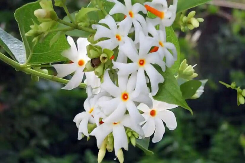 শরৎ কাল মানেই মনে পুজো পুজো ভাব! মা দুর্গার পুজো, বাঙালির সেরা উৎসব! আর এই উৎসবের সময় শিউলি ফুলের ঘ্রাণ না পেলে হয়! শরৎ কালেই গাছে সাদা হয়ে ফুঁটে থাকে শিউলি ফুল! কয়েক মাসের জন্য দেখা যায় এই ফুল! photo source collected 