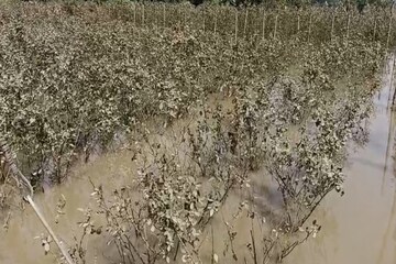 জলে