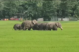 লোকালয়ে হাতির তাণ্ডব