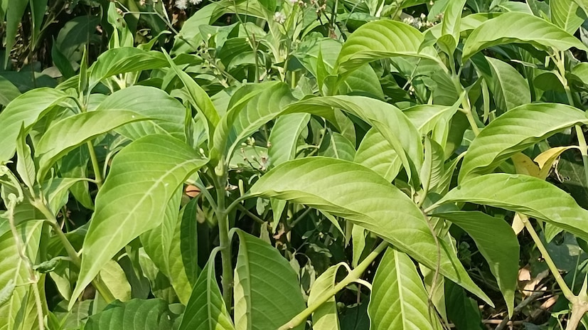 টিউবারকিউলিসিস রোগের গুরুত্বপূর্ণ ভূমিকা রাখে বাসক।