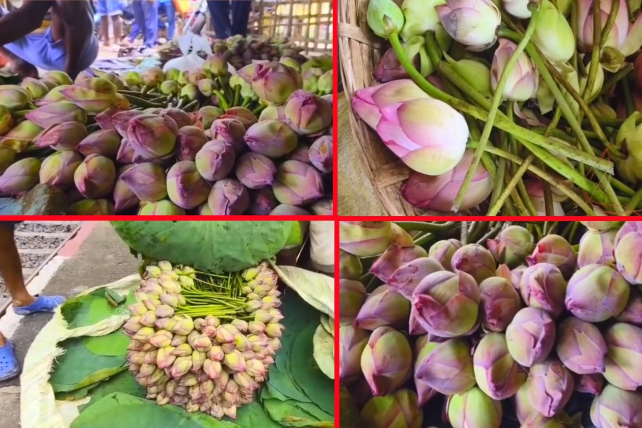 টানা বৃষ্টিতে ছারখার পদ্মবন! মাথায় হাত ফুলচাষিদের, পুজোয় দাম হতে চলেছে আকাশছোঁয়া