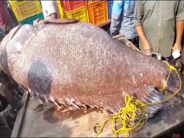 দিঘায় ২০০ কেজির দানব মাছ! লম্বা ৭ ফুট! কত লক্ষ টাকা দাম জানেন? চমকে যাবেন