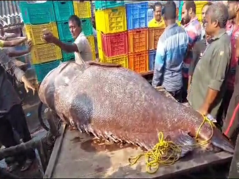 দিঘা মোহনা মৎস্য নিলাম কেন্দ্রে লক্ষাধিক টাকায় বিক্রি হল বিশাল আকৃতি কই ভোলা। শুক্রবার মোহনা মৎস্য নিলাম কেন্দ্রে সুজিত করের কাঁটায় ওঠে মাছটি। নিলামে ভাল দামে বিক্রি হয় দানব মাছটি।