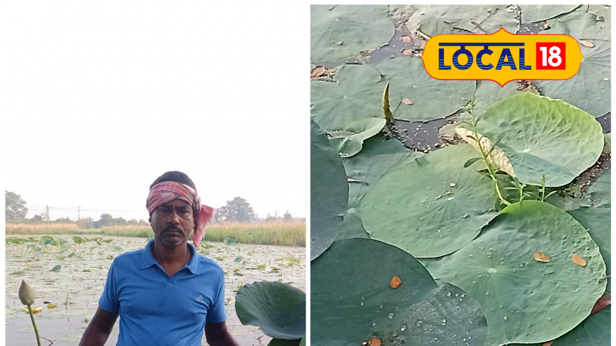 Agriculture News: পুজোর মুখেই বাড়ছে পদ্মের দাম! কেন এত আকাল? জানলে অবাক হবেন