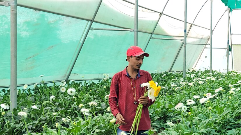 বাজারে এক একটি জারবেরা বিক্রি হচ্ছে ২০ থেকে ২৫ টাকায়। রয়েছে হলুদ, গোলাপি, লাল রঙের ফুল।