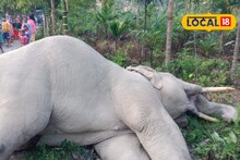 লোকালয়ে প্রবেশ করতেই মর্মান্তিক পরিণতি! হাতি মৃত্যুর কারণ ঘিরে জল্পনা