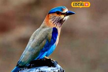 নীলকন্ঠ পাখি ভেবে কদর বাড়ছে মাছরাঙার