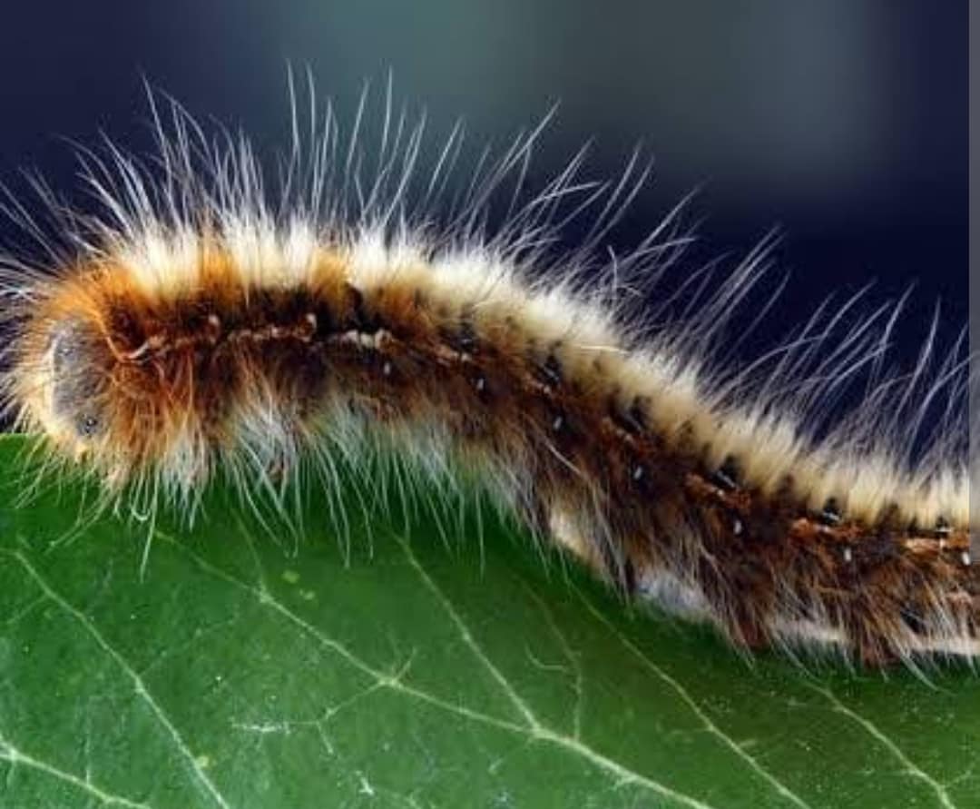 Caterpillar Sting Treatment: শুঁয়োপোকার হুল শরীরে ফুটলে কী করবেন? এই পাতাতে কয়েক সেকেন্ডেই জ্বালা থেকে মুক্তি! জানুন | Caterpillar Sting Treatment home-remedies-to-reduce hairy ...