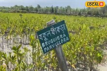 জঙ্গলই তাদের জীবন জীবিকা, সুন্দরবন বাঁচাতে এ কী করছে গৃহবধূরা!