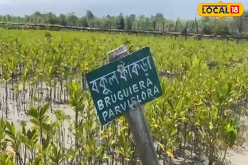 সুন্দরবনের