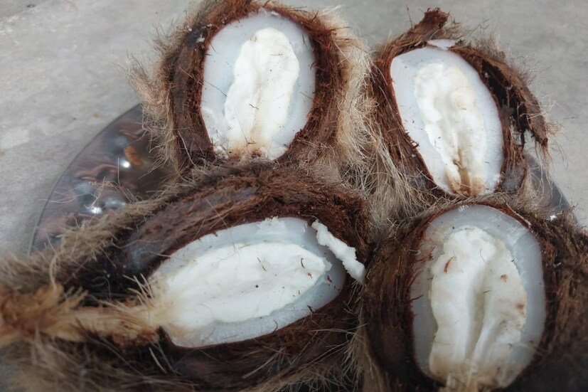 নারকেল এর মতন তাল আঁটির শাঁস  ভাঙার আগে পর্যন্ত খাওয়ার অংশে আমাদের হাত লাগে না। অর্থাৎ,তাল আঁটির শাঁস যা আমাদের হাতের স্পর্শ ছাড়াই দেবীকে নিবেদন করা যায়।তাই এটিকে সবচেয়ে বিশুদ্ধ বলা হয়।