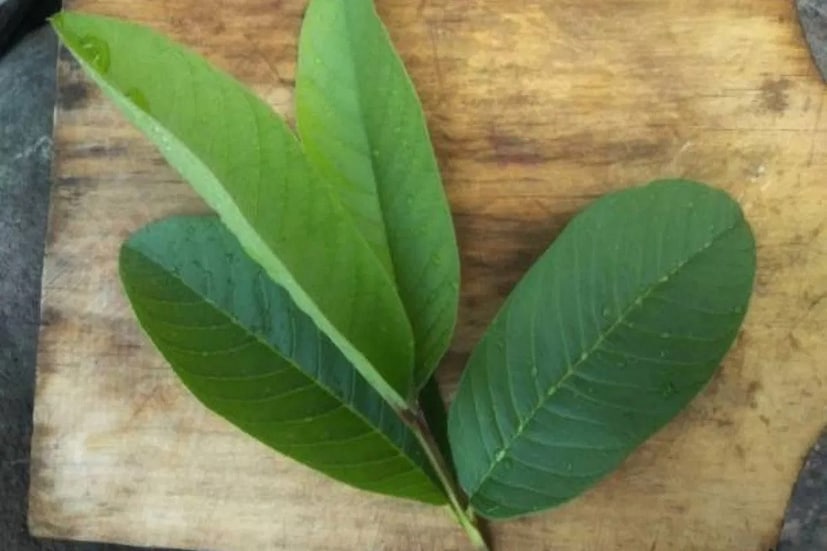 রোগ প্রতিরোধ ক্ষমতা—পেয়ারা পাতা ফুটিয়ে চায়ের মতো করে পান করলে শরীরে রোগ প্রতিরোধ ক্ষমতা বাড়ে। নানা রকম অসুখের সঙ্গে লড়াই করার শক্তি মেলে।