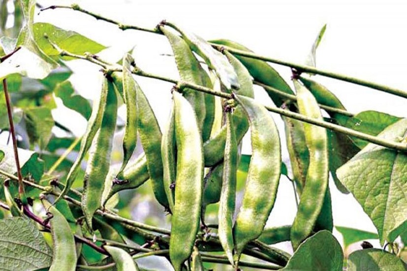 ডালের মতোই শিমের বীজে প্রচুর উদ্ভিজ্জ আমিষ রয়েছে। ফলে শিমের বীজ শরীরে প্রোটিনের ঘাটতি পূরণে অনেকটাই সহায়ক হয়। এতে রয়েছে প্রচুর ক্যালশিয়াম ও ওমেগা ৩ ফ্যাটি অ্যাসিড।