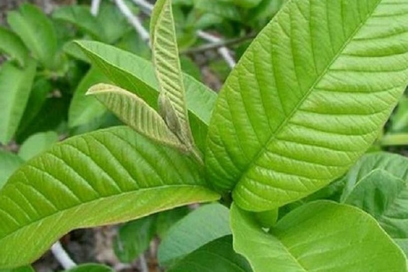 ওজন কমাতে—পেয়ারা পাতা কমপ্লেক্স কার্বোহাইড্রেটকে শর্করার পরিণত হতে বাধা দেয়। ফলে শরীরের ওজন বেড়ে যাওয়ার সমস্যার সমাধান হয়। এজন্য পেয়ারা পাতার রস বা চা পান করা যেতে পারে।