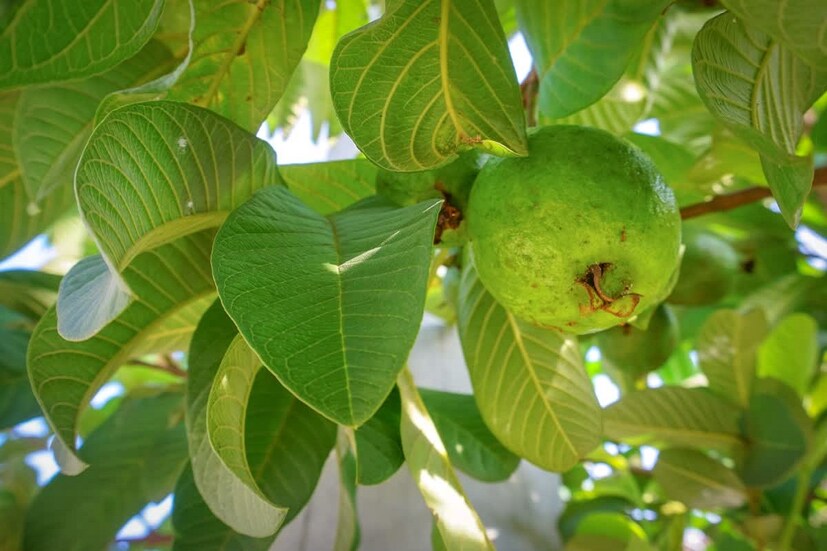 চুল পড়া রোধ—পেয়ারা পাতা অ্যান্টি-অক্সিডেন্টে ভরপুর। তাই পেয়ারা পাতা সেদ্ধ করা জল নিয়মিত চুলের গোড়ার লাগিয়ে হালকা হাতে মালিশ করলে চুলের গোড়া শক্ত হয়। চুল পড়া কমে। (Disclaimer: এই প্রতিবেদনটি কেবলমাত্র সাধারণ তথ্যের জন্য, তাই বিস্তারিত জানতে হলে সর্বদা বিশেষজ্ঞের পরামর্শ নিন।)