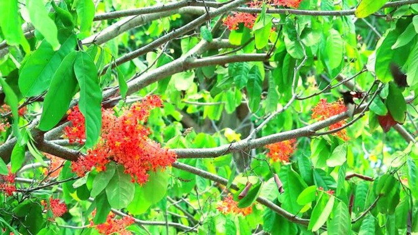আয়ুর্বেদিক চিকিত্‍সক ড: বিভা বর্মার জানালেন কোন কোন রোগের চিকিৎসায় কাজে লাগে অশোক গাছের ছাল৷ 