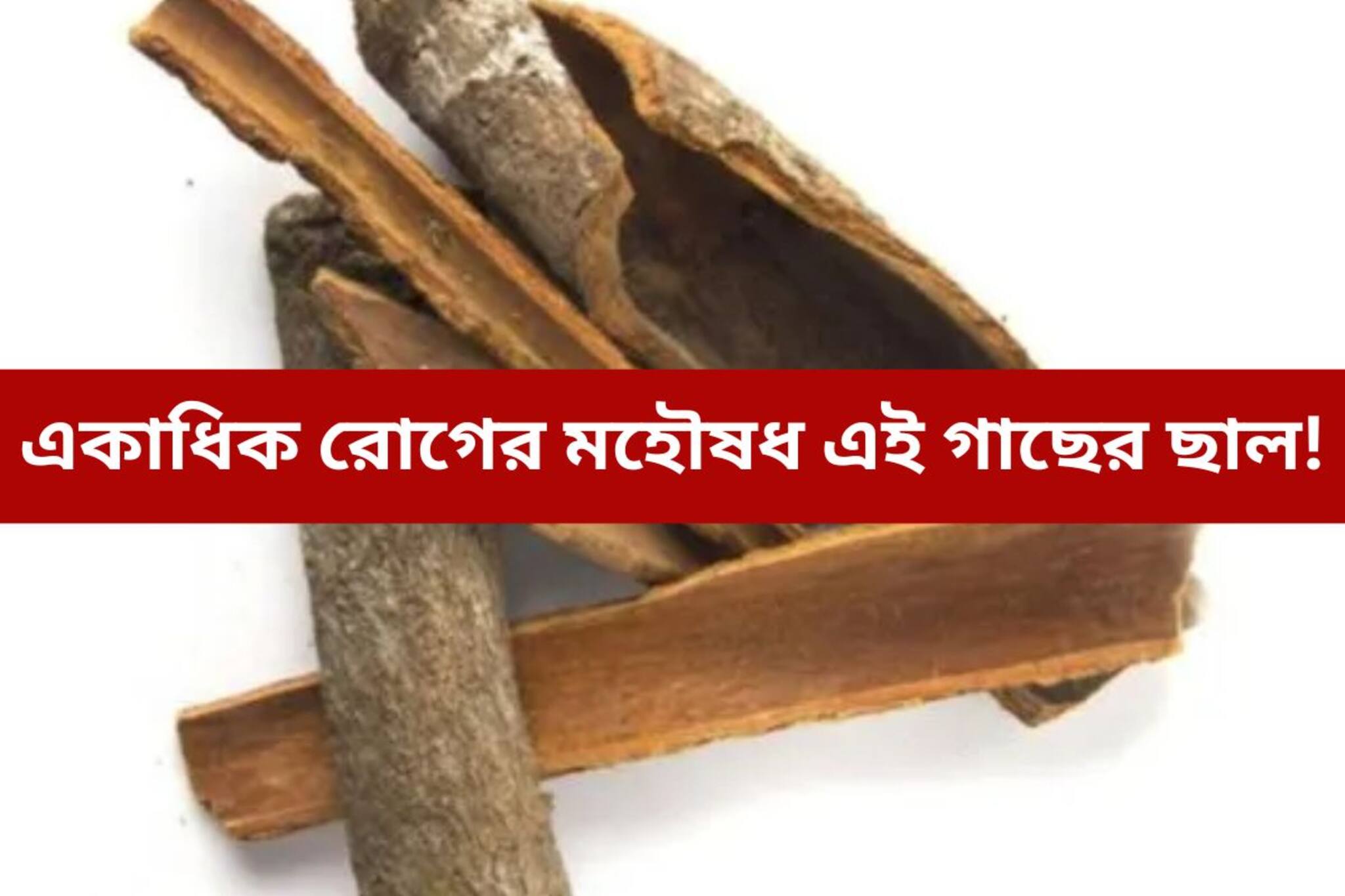 মহিলাদের স্বাস্থ্যের জন্য বিশেষ উপকারী এই গাছের ছাল! পিরিয়ডের ব্যথা থেকে ত্বকের