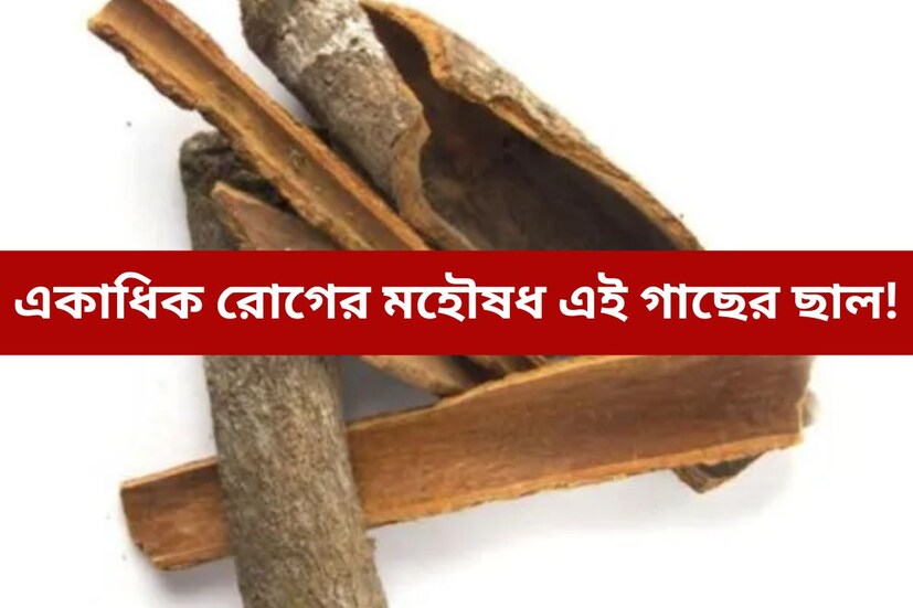 কিছু গাছের ওষধিয় গুণ জানলে অবাক হতে হয়। যা স্বাস্থ্যের জন্য ভীষণ উপকারী। এমনই একটি গাছ হল অশোক গাছ। বিশেষত মহিলাদের বিভিন্ন রকম সমস‍্যায় ভীষণ উপকারী এই গাছ।