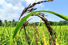 সাদা ধানতো অনেক হল! এবার কালো ধান চাষেই সোনা ফলবে কৃষকের জমিতে