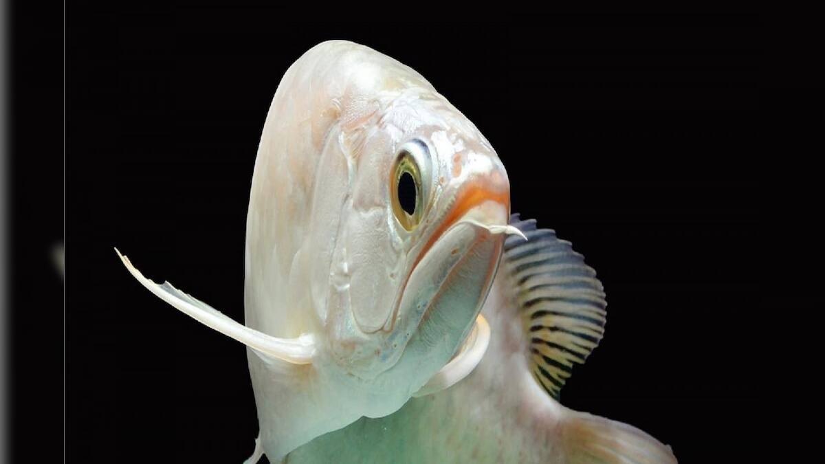 Viral Fish: বিশ্বের সব থেকে দামি মাছ কোনটি জানেন? একটি মাছের দামে ...