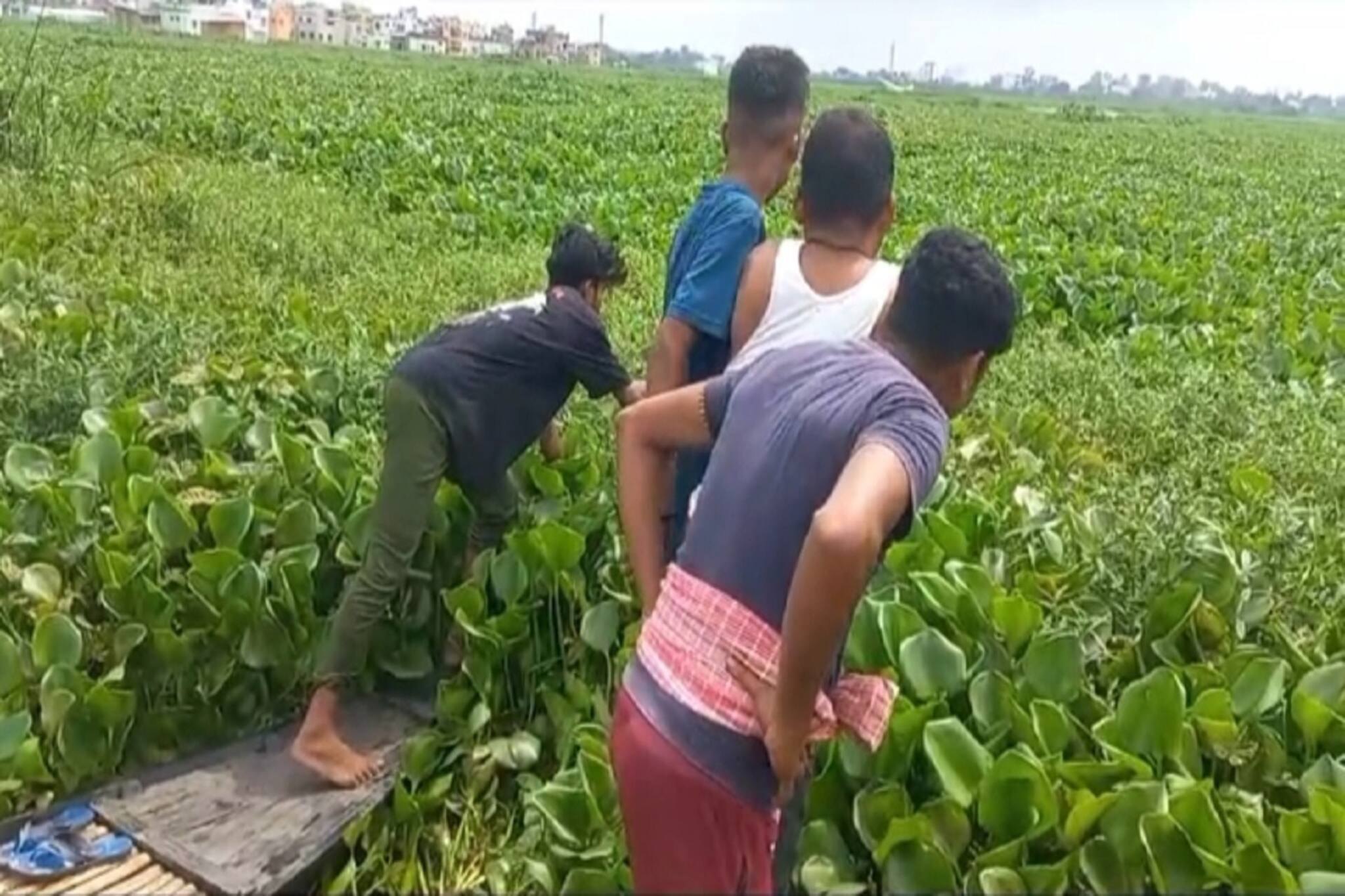 দুর্গন্ধ ভেসে আসছিল, কচুরিপানার ভিতর থেকে উদ্ধার পচাগলা দেহ! হাড়হিম কাণ্ড