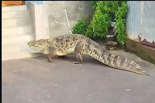 এই কুমিরেরই দেখা মিলেছিল কালনার রাস্তায়৷ 