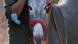 গাধার দুধের দাম আকাশছোঁয়া; কিন্তু কেন জানেন কি? গাধার দুধের দাম আকাশছোঁয়া; কিন্তু কেন জানেন কি?