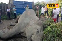 ডুয়ার্সে ফের হাতির অস্বাভাবিক মৃত্যু, ধান ক্ষেত থেকে মিলল দেহ