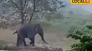 বাসরা পাড়ে হাতি