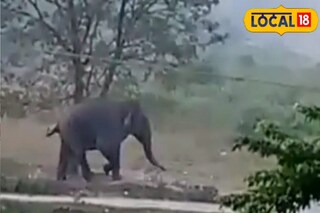 বাসরা পাড়ে হাতি