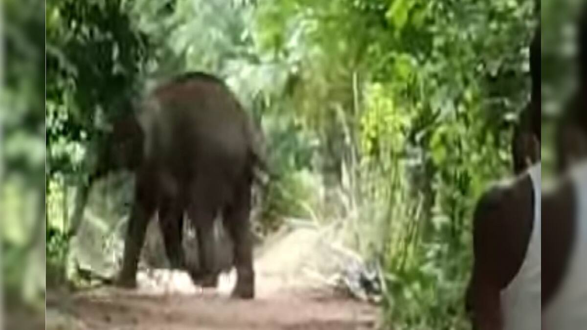 Elephant Attack প্যান্ডেলে যেন হাতির আক্রমণ না হয়, কড়া নজরদারি বন