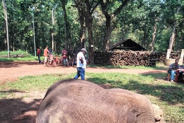 হাতির