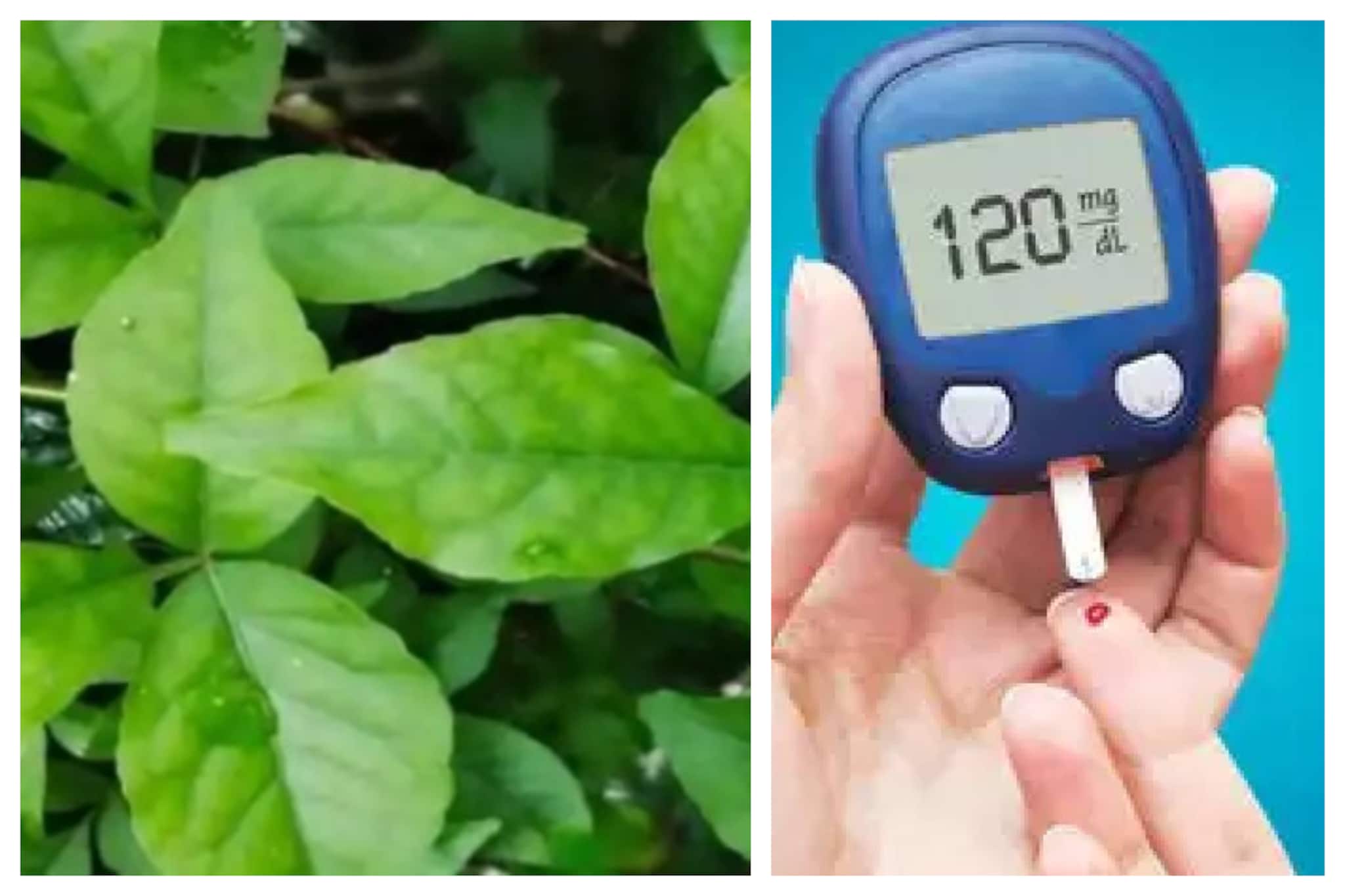 Blood Sugar Control: সকালে উঠে ঠিক এই ভাবে খান বেল পাতা, ডায়াবেটিস পালাতে পথ পাবে না, নর্মাল থাকবে BP