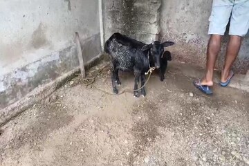 মা