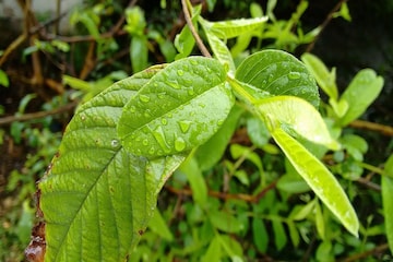 পেয়ারা পাতার এত গুণ? ক্যানসার থেকে ডায়াবেটিস, কাছে ঘেঁষবে না এই সব মারণরোগ পেয়ারা পাতার এত গুণ? ক্যানসার থেকে ডায়াবেটিস, কাছে ঘেঁষবে না এই সব মারণরোগ