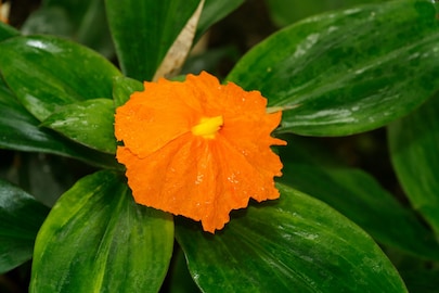 ইনসুলিন গাছ