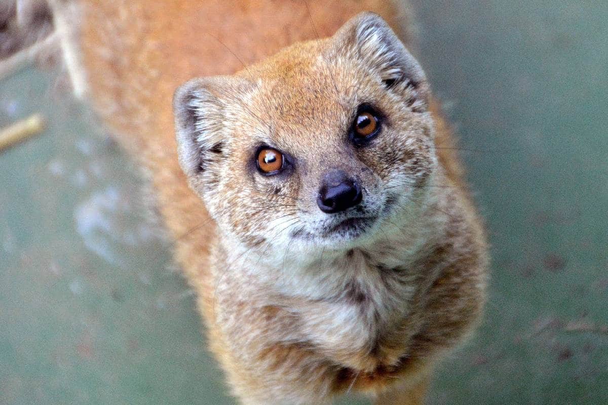 Mongoose Vastu Shastra: সকাল সকাল বেজি দেখে ফেলেছেন বা ঘরে নেউলের বাসা