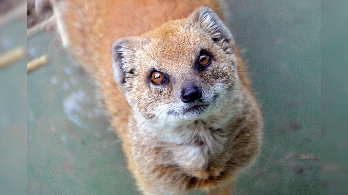 Mongoose Vastu Shastra সকাল সকাল বেজি দেখে ফেলেছেন বা ঘরে নেউলের বাসা