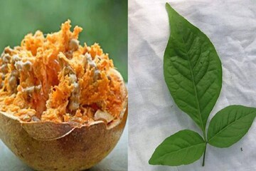 সকালে উঠে ঠিক এই ভাবে খান বেল পাতা, ডায়াবেটিস পালাতে পথ পাবে না! নর্মাল থাকবে BP