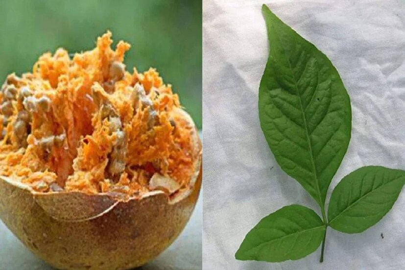 ধর্মীয় দিক থেকে বেল পাতা যে কতখানি গুরুত্বপূর্ণ, সে কথা সকলেরই জানা৷ যে কোনও পুজা-পার্বণে, বিশেষ করে মহাদেব শিবের পুজায় বেল পাতা নিবেদন করা হয়৷ কিন্তু, আমাদের অনেকেরই যেটা জানা নেই তা হল, বেল পাতার একাধিক ওষধি গুণও রয়েছে৷ 