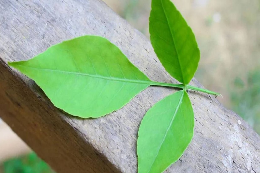 তবে শুধু ফলই নয়৷ বেল গাছের পাতাও আর্য়ুবেদ গুণসম্পন্ন৷ এই গাছের পাতা ও ফল খেলে বাত, পিত্ত ও কফ এই তিনটি দোষ থেকে মুক্তি পাওয়া যায়৷ 