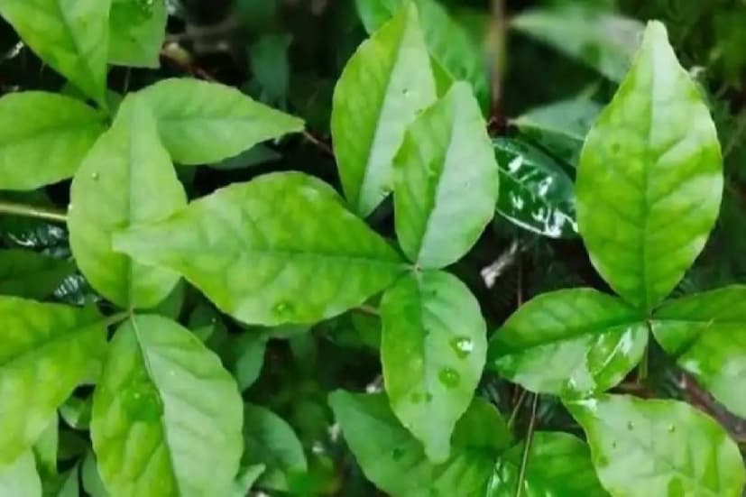 কিন্তু, ঠিক কী ভাবে ব্যবহার করতে হবে এই বেল পাতা? আয়ুর্বেদিক চিকিৎসক ডাঃ দীপ্তি নামদেব জানাচ্ছেন, প্রতিদিন এই পাতা জলে সিদ্ধ করে সেই জল পান করলে ডায়াবেটিসের মতো সমস্যা নিয়ন্ত্রণে থাকে৷ নিয়ন্ত্রিত থাকে রক্তচাপও৷ 