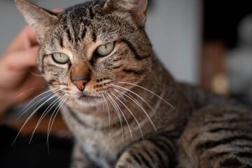 বাড়িতে বিড়াল বাচ্চা প্রসব করেছে? এ আসলে কীসের লক্ষণ, কী বলছে বাস্তুশাস্ত্র