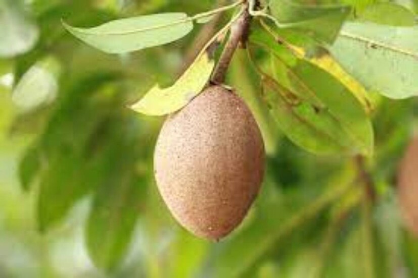 সবেদার বৈজ্ঞানিক নাম Manilkara zapota। নানা জায়গায় এই ফলকে ভিন্ন নামে ডাকা হয়।   