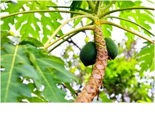 সব্জি হিসেবে পেঁপের মতো এই গাছের পাতাও খুব উপকারী
